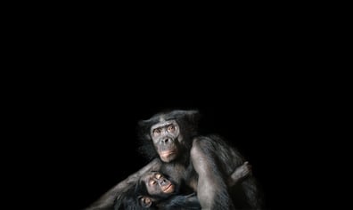 bonobo_mother_arm_web_crop_2017_02_21_03_17_19_pm