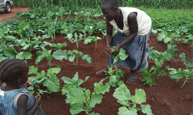cabbagefieldweeder_quickentrust_c_mariestone_2022_03_16_02_22_00_pm