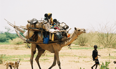 camel_with_bleed_2017_07_03_11_06_00_am