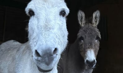 clive-and-ernie-web-675x1024