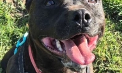 dog 2