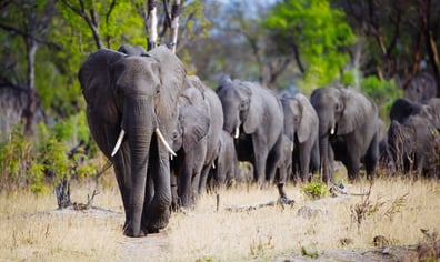 elephant herd