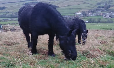 fell_pony_9_dec_2020_bessie_2_2022_11_20_11_02_16_am