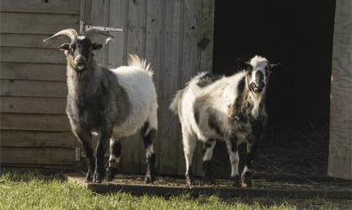 foal_farm_7_2018_04_13_10_07_12_am