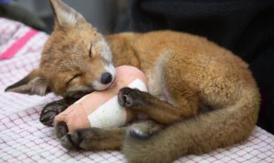 Fox cub - severe neurological issues (unable to stand) and broken leg - May 2022