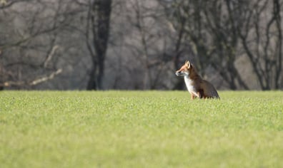 Fox Fingringhoe_Emily McParland