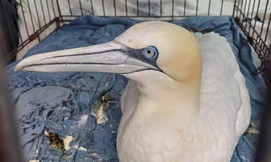 Gannet arrival