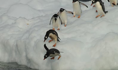 gentoo_ewan_edwards_2024_01_31_10_48_56_am