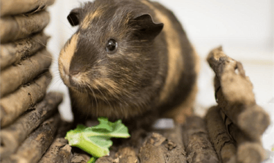 guinea_pig_2021_01_13_10_47_29_pm