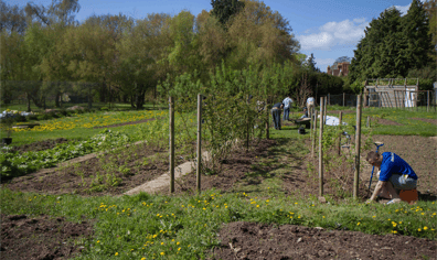 guys_working_on_allotment_april_14_2018_04_06_09_59_08_am