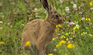 Hare