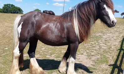 Heidi