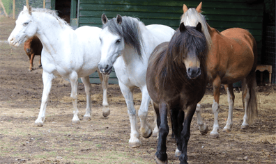 horses_2020_04_07_11_40_30_am