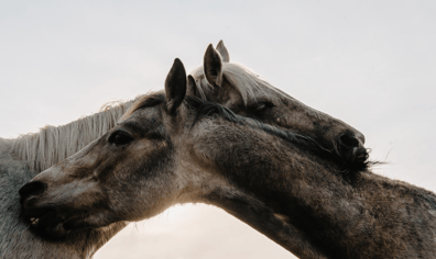 horses_min_1024x684_2022_10_10_09_52_13_pm