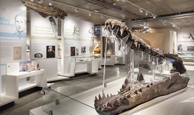 Natural Dorset Gallery