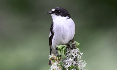 new_a_c_pied_flycatcher_c_margaret_holland_2021_09_27_10_21_44_am