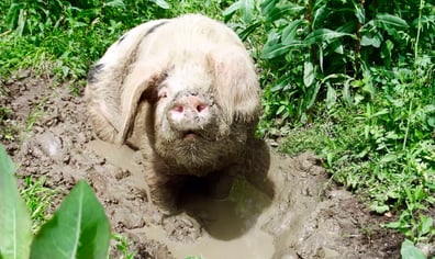 Percy-2-web-1024x768