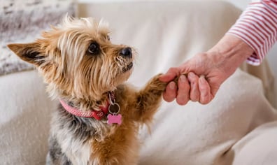 Petra the Yorkshire terrier holding her paw in a lady's hand_BX15668