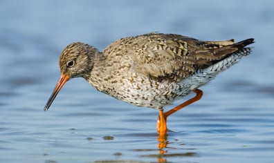 Redshank AdobeStock_77137683