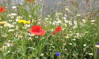 riverside-meadow-SV-web-169