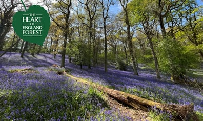 RS8241_Teams Zoom Background Spring Bluebells_hpr