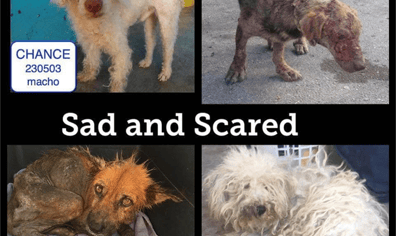 sad_and_scared_2022_03_09_08_01_43_pm