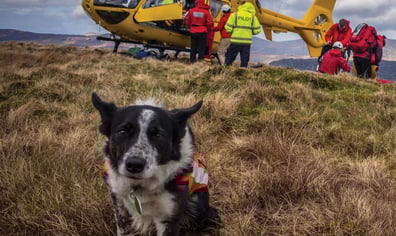 SearchDogRona-841x1024