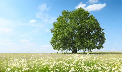 shutterstock_107956097-w800xh533