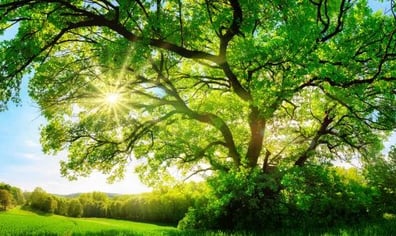 shutterstock_474495670-800x314-666x314