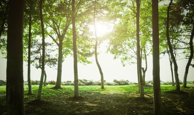 shutterstock_550788622-800x600