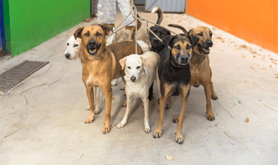 sos_el_arca_dog_shelter_playa_del_carmen_2022_03_09_08_02_29_pm