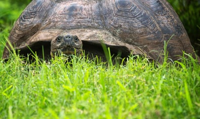 tortsmaller_2023_01_24_10_43_54_am