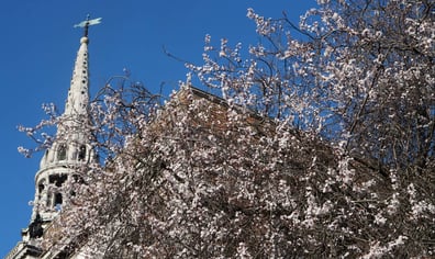 tower_and_blossom_2016_11_24_01_46_54_pm