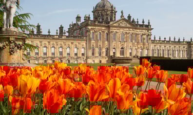 tulips
