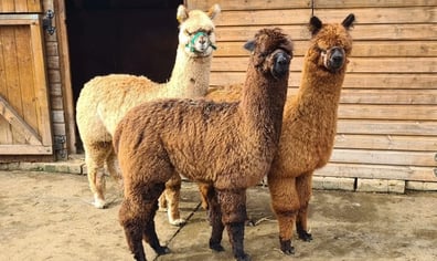 VCF Alpacas
