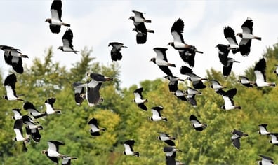 Wiltshire Wildlife Trust Lapwings flying over Langford Lakes (c) Paul Green