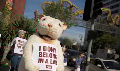 year_of_the_rat_cruelty_free_demo_fsp_4203_1__2023_03_06_01_50_17_pm