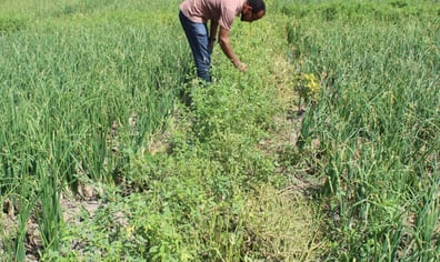 Ziway-habitat-strip-in-onion-plot-1024x768