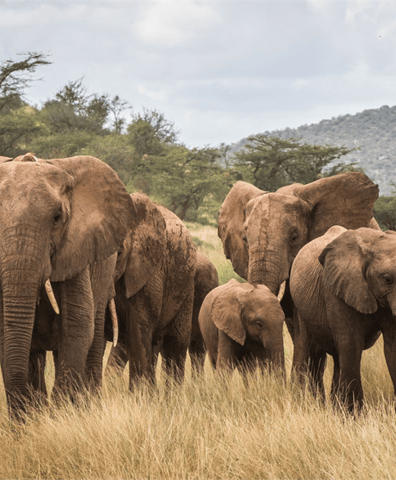elephants_2021_07_12_06_01_14_pm