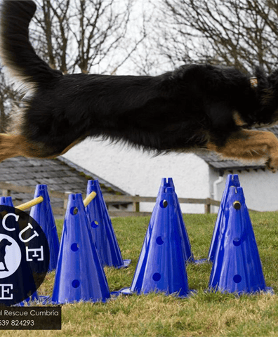rescue_me_2020_09_25_12_54_42_pm