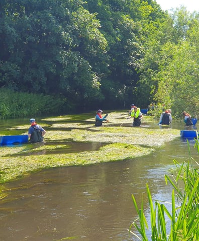 Wandle cleanup Poulter Park June 2024 (9)