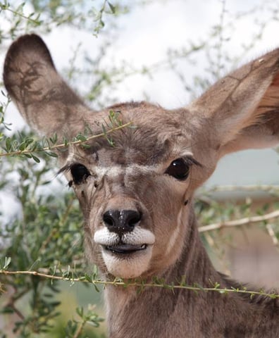 12321523_10154089784044771_4229476609522206652_n_2016_06_20_09_35_20_am