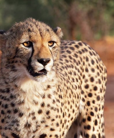 12742164_10153932375904771_348085431768987539_n_2016_06_20_09_33_56_am