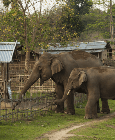 ab_indiaelepco1_2019_04_25_03_37_08_pm