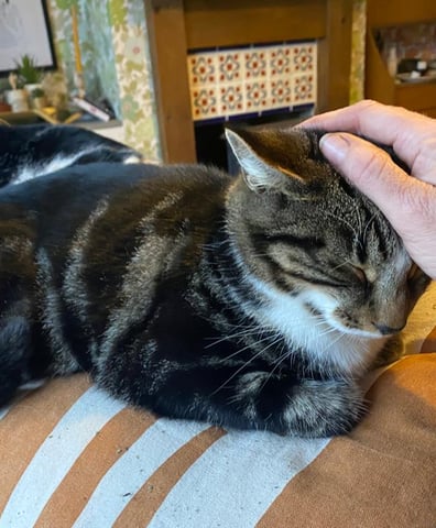 cat_and_hand_2023_05_19_12_20_54_pm