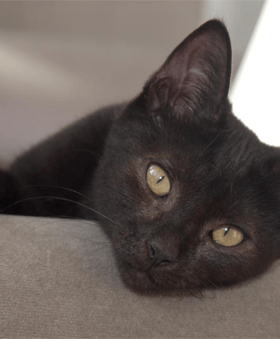 charityjob_cat1_2019_03_27_03_17_16_pm