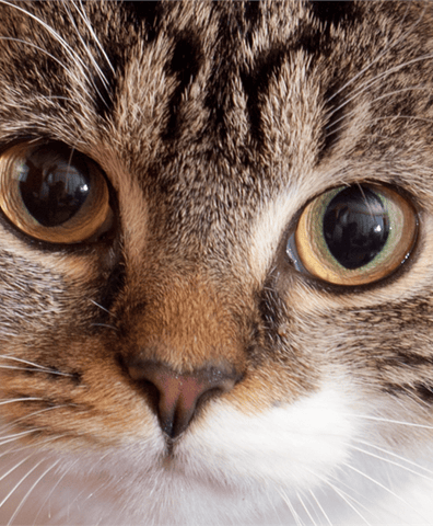 charityjob_cat2_2019_03_27_03_19_45_pm