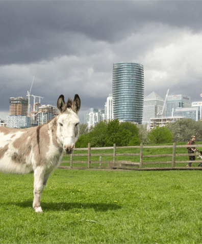 donkeys_and_canary_wharf_2018_12_20_11_50_08_am