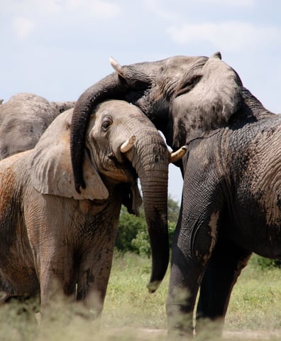 elephants_2022_12_19_03_57_58_pm