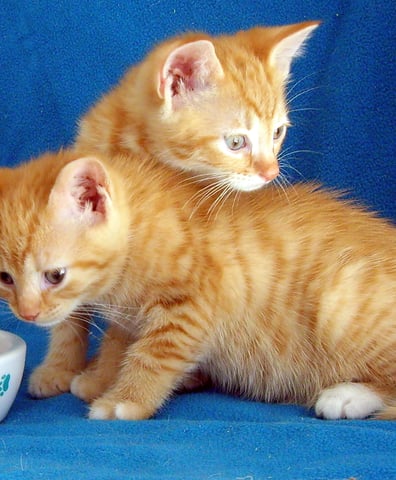 ginger_kittens_2016_02_20_03_18_43_pm